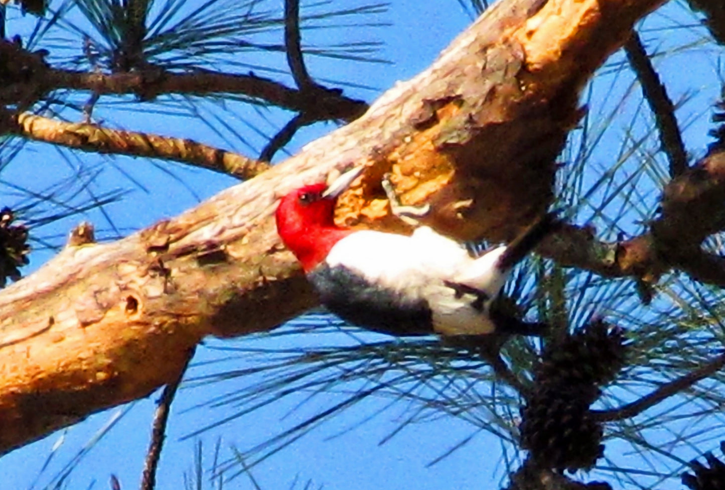 THE BOOK: Always Be Brave