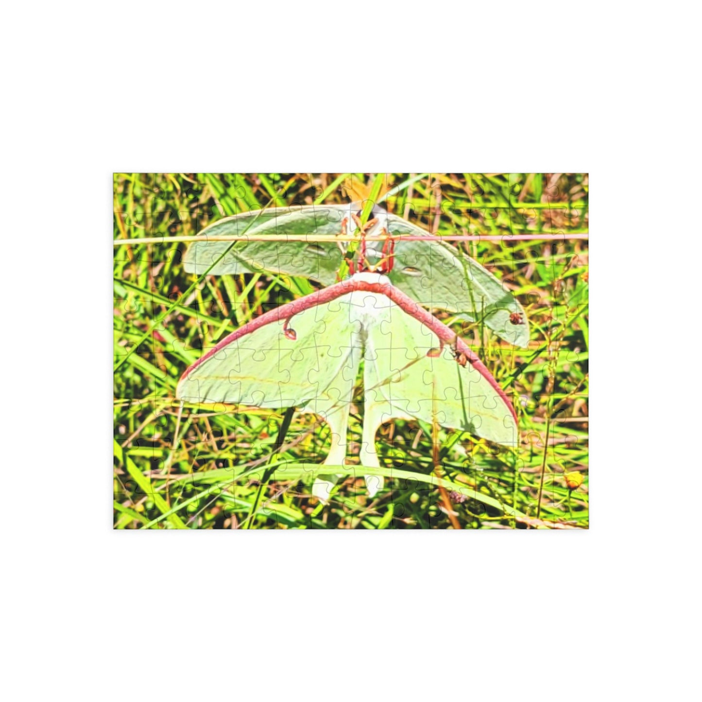 Luna Moths Puzzles