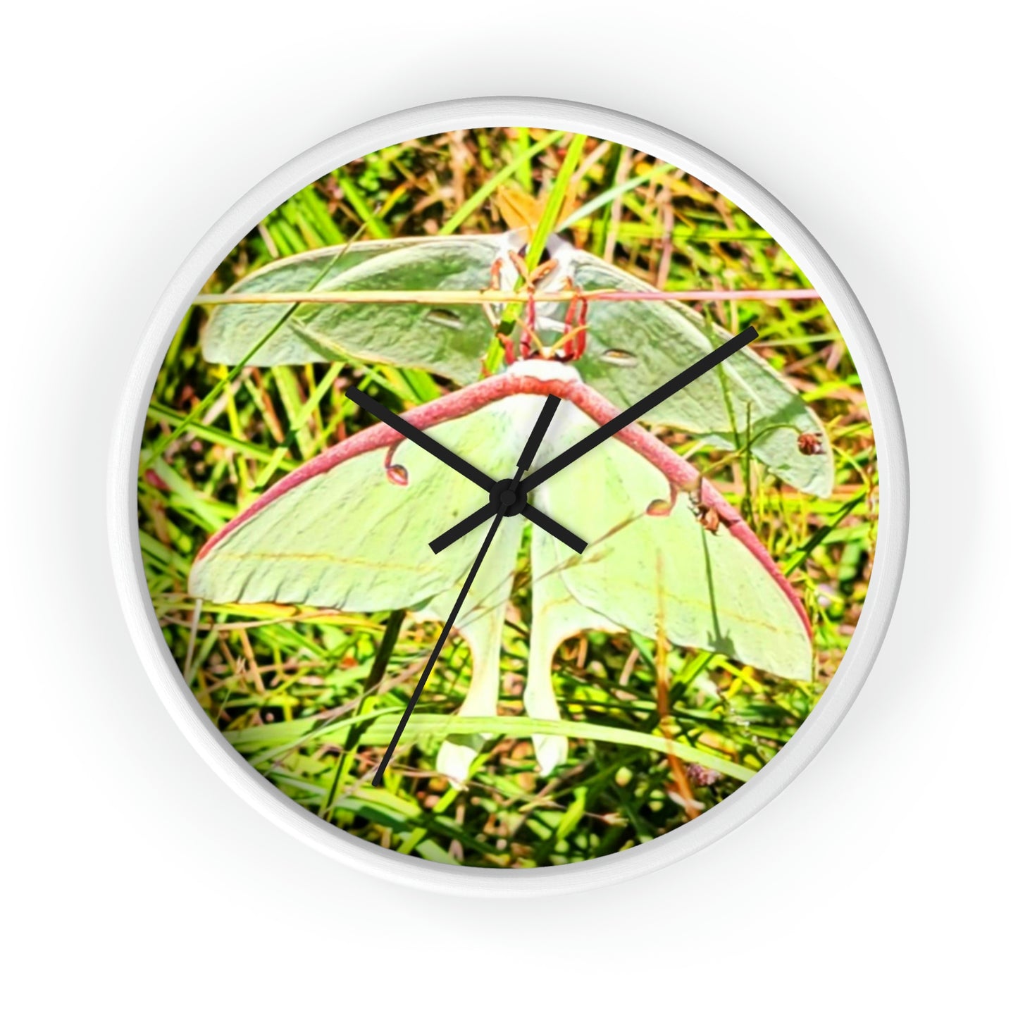 Luna Moths of Kisatchie Wall Clocks