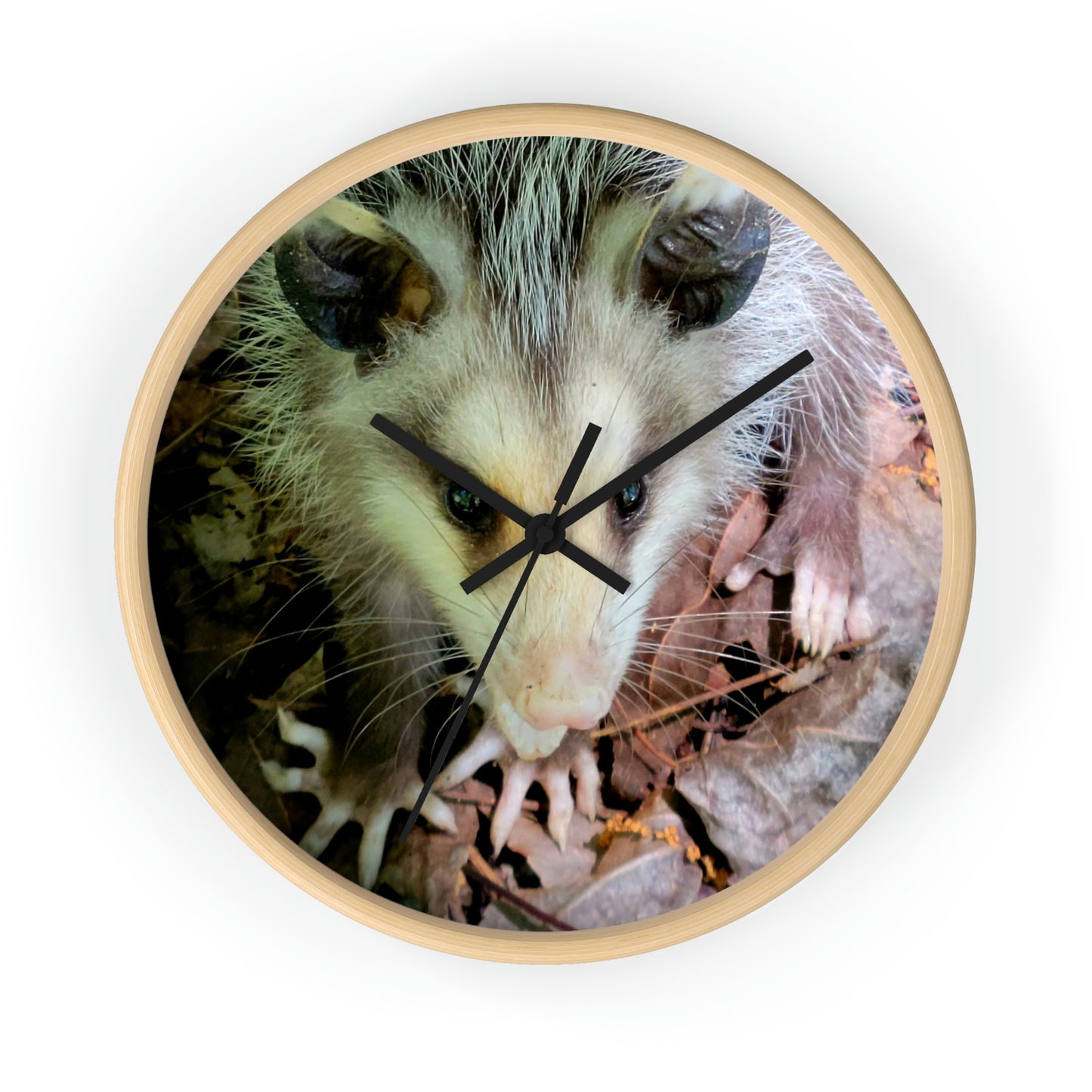 Kisatchie Opossum Wall Clocks