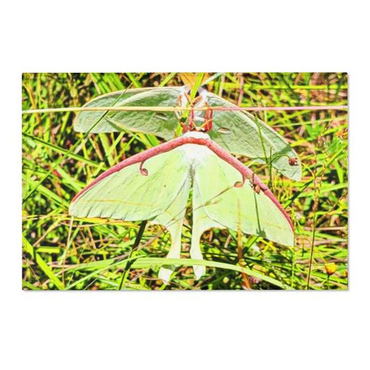 Luna Moths Area Rugs