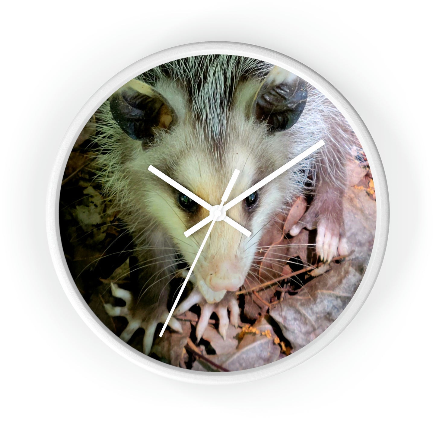 Kisatchie Opossum Wall Clocks