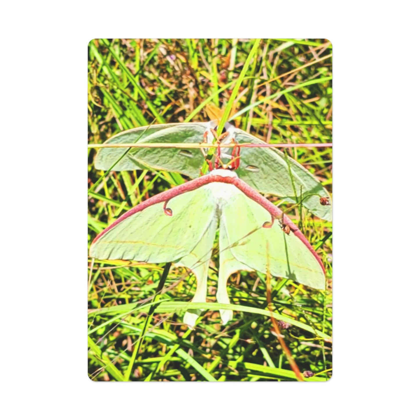 Luna Moths Playing Cards