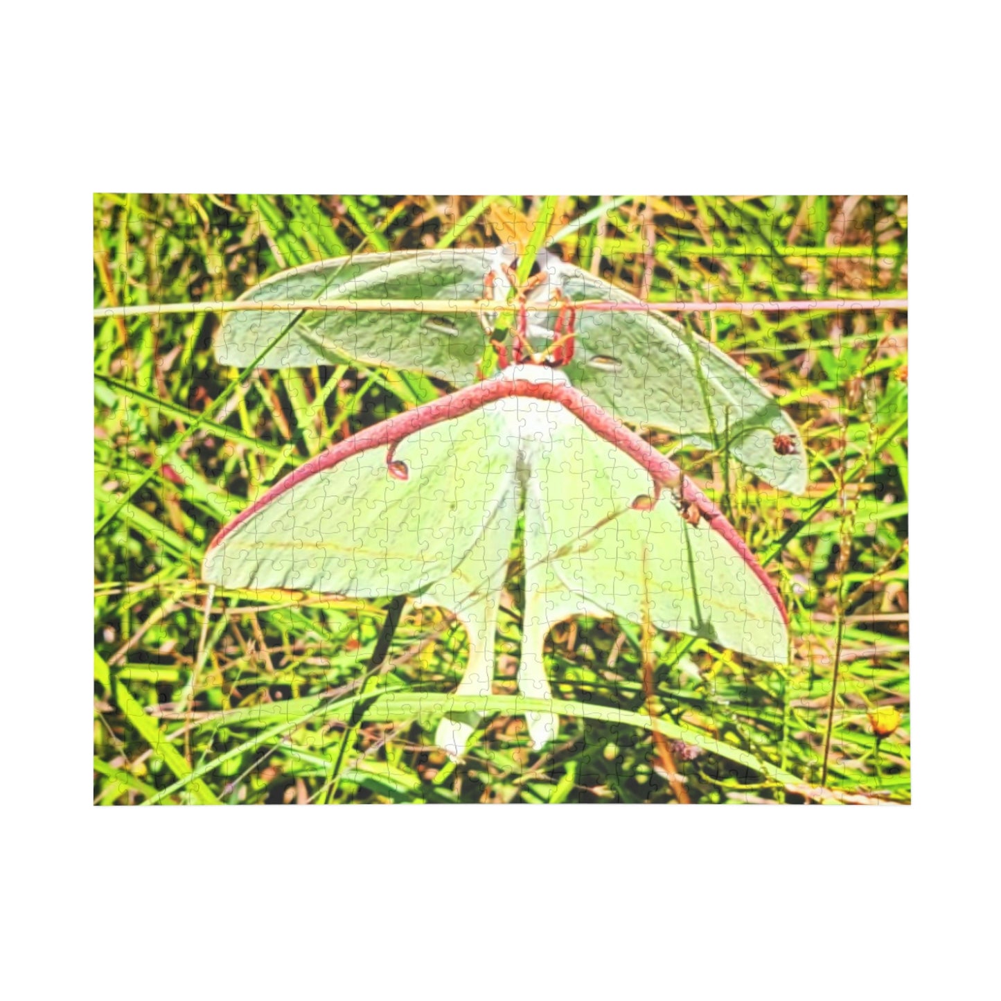 Luna Moths Puzzles