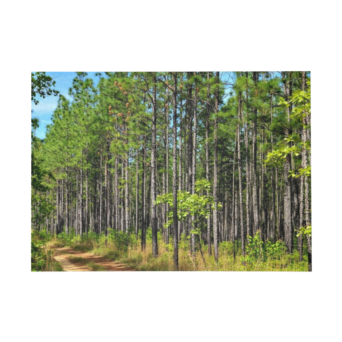 Kisatchie Pines Puzzle (4 Sizes)