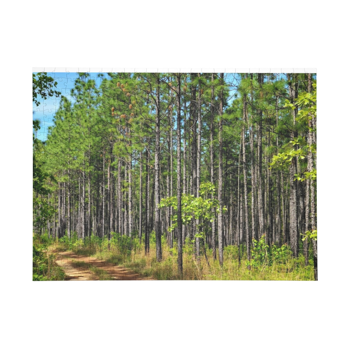 Kisatchie Pines Puzzle (4 Sizes)