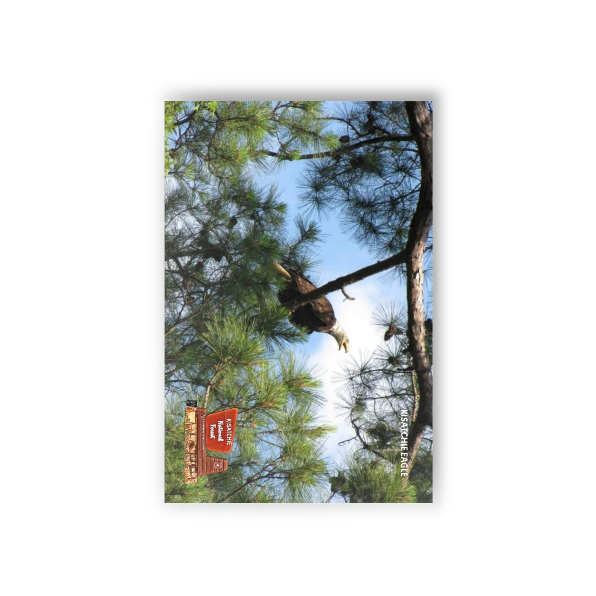 Kincaid Eagles Postcards (10pcs)