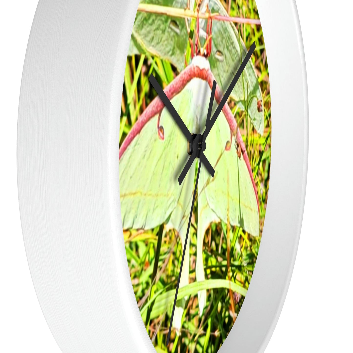 Luna Moths of Kisatchie Wall Clocks