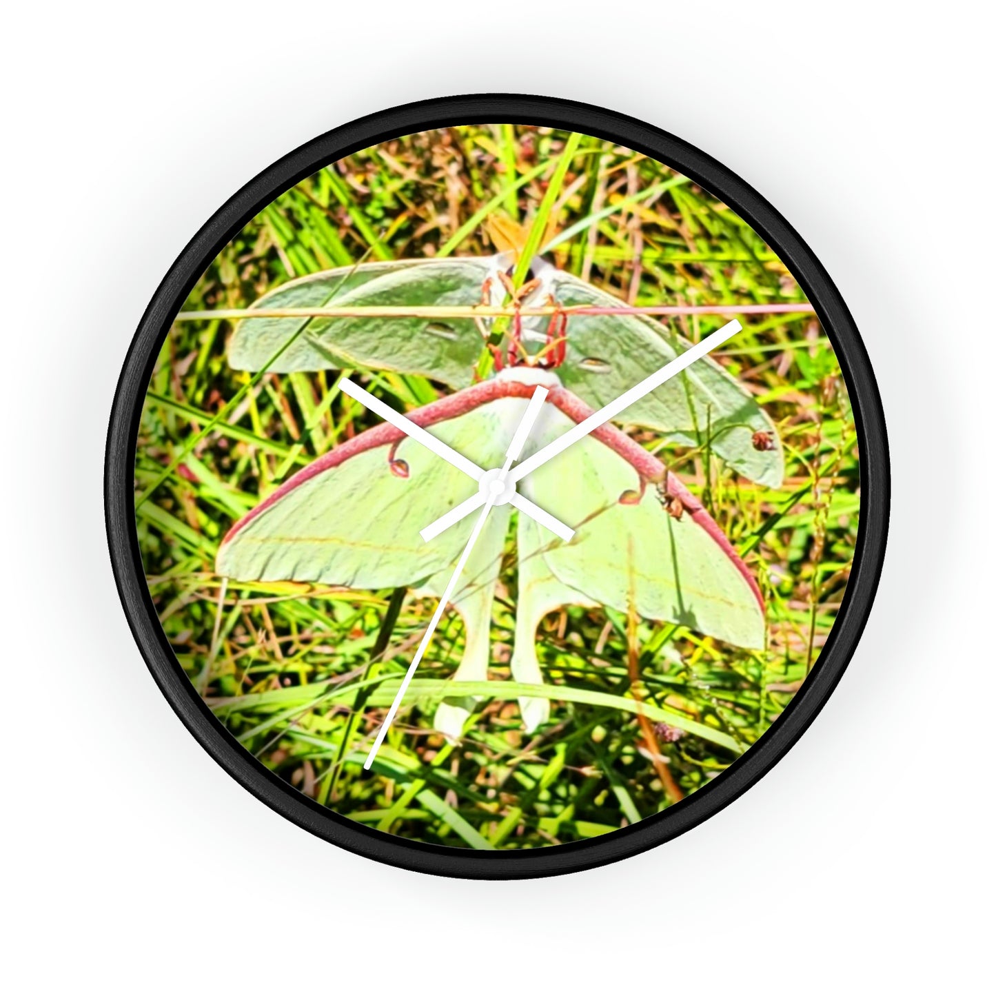 Luna Moths of Kisatchie Wall Clocks