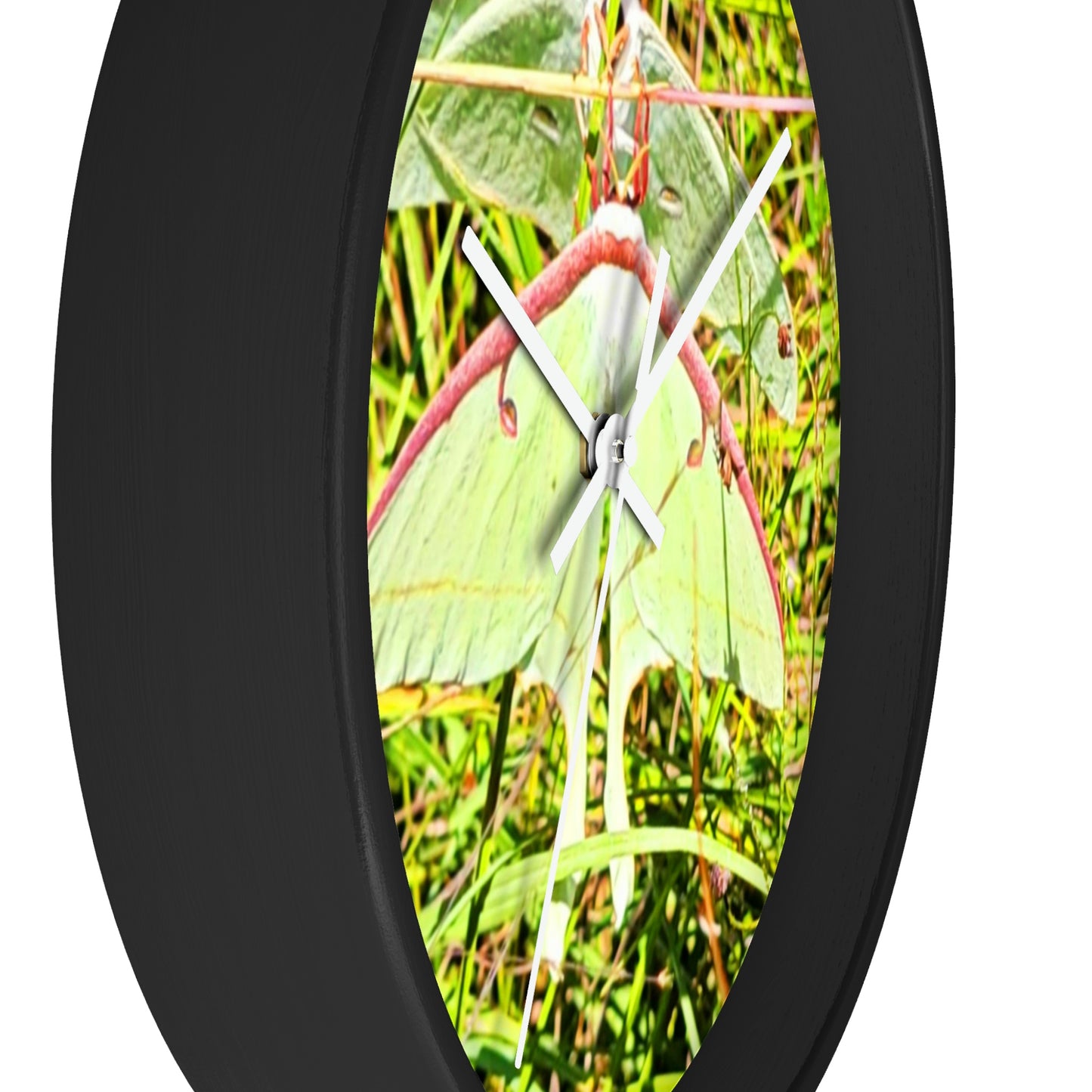 Luna Moths of Kisatchie Wall Clocks