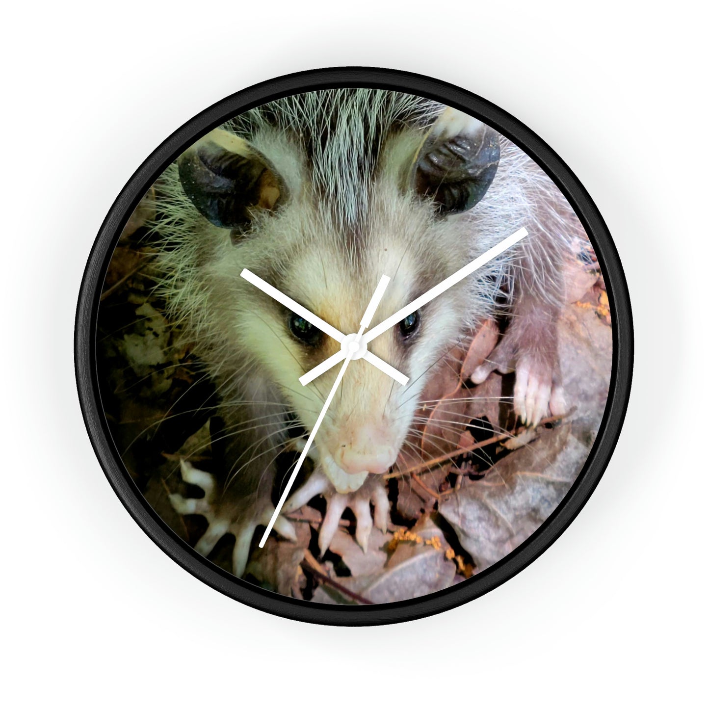 Kisatchie Opossum Wall Clocks