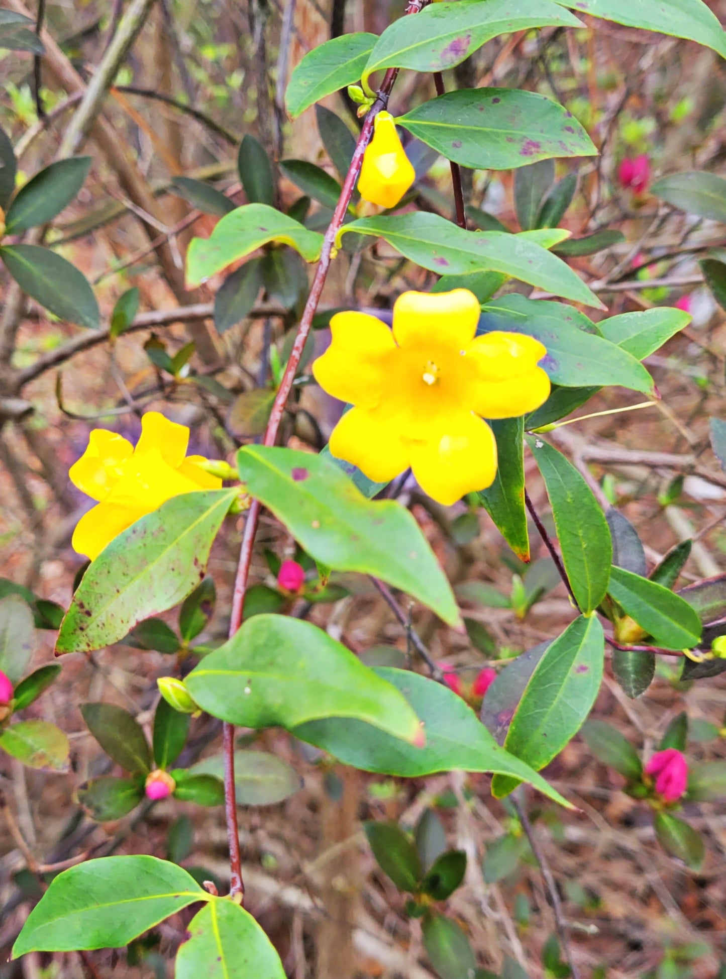 Yellow Jessamine Scrunchie