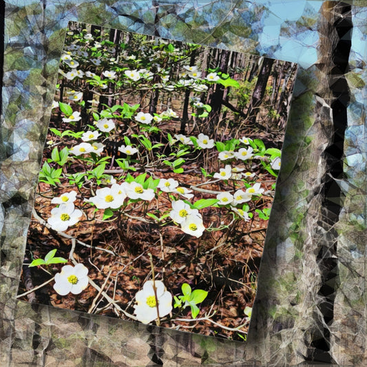 Dogwood Blossoms Throw Blanket