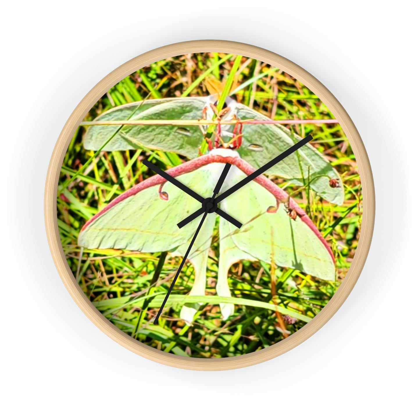 Luna Moths of Kisatchie Wall Clocks