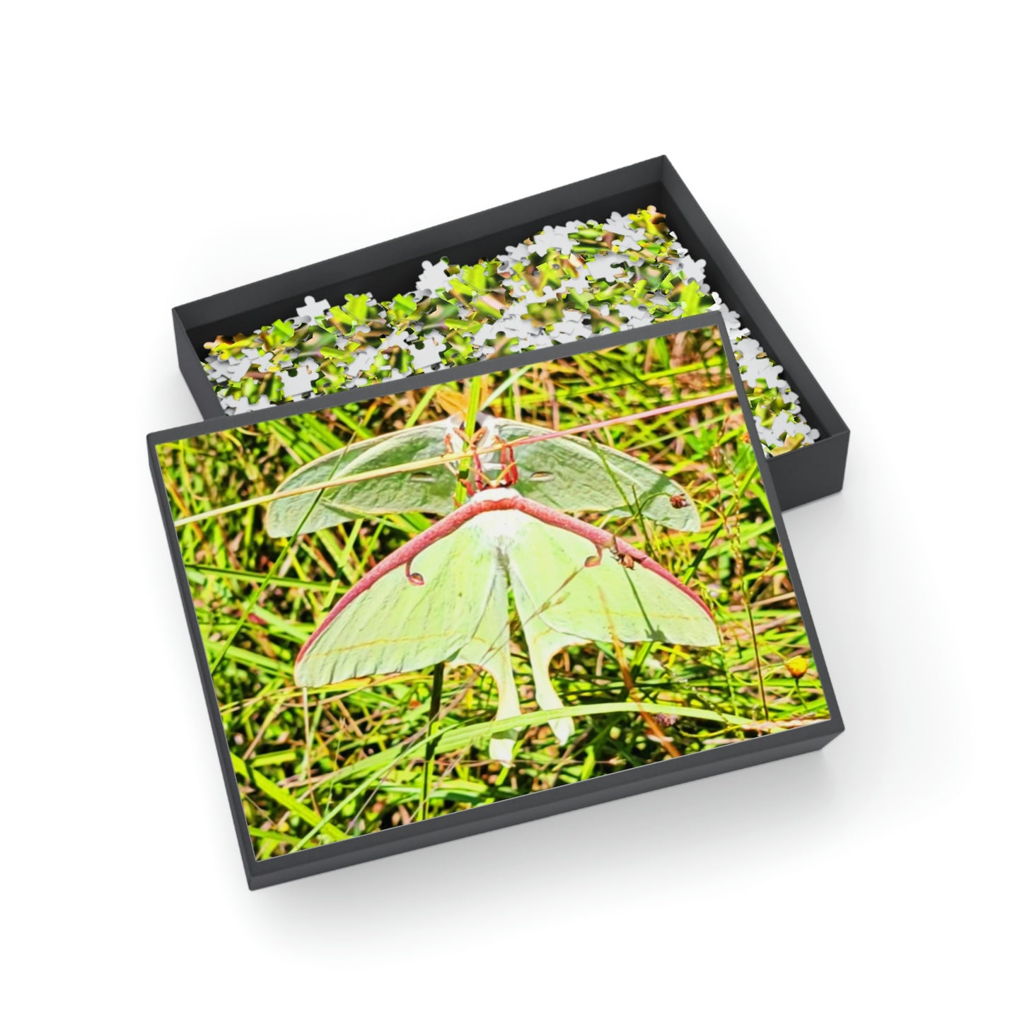 Luna Moths Puzzles