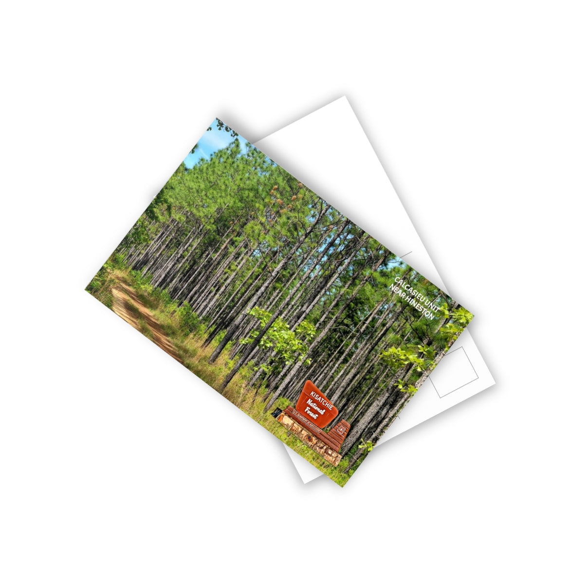 Kisatchie Pines Postcards (10pcs)