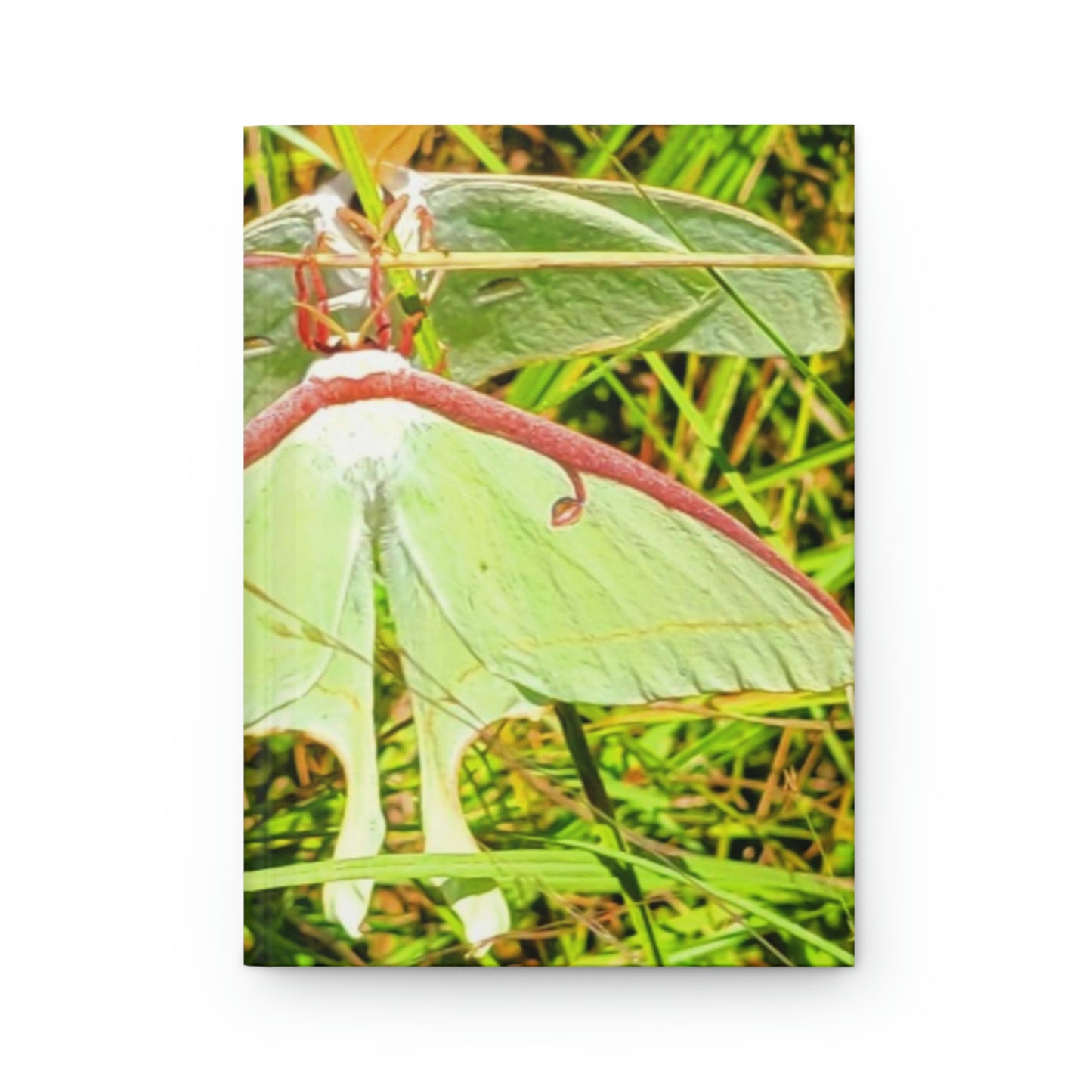 Luna Moths Hardcover Journal