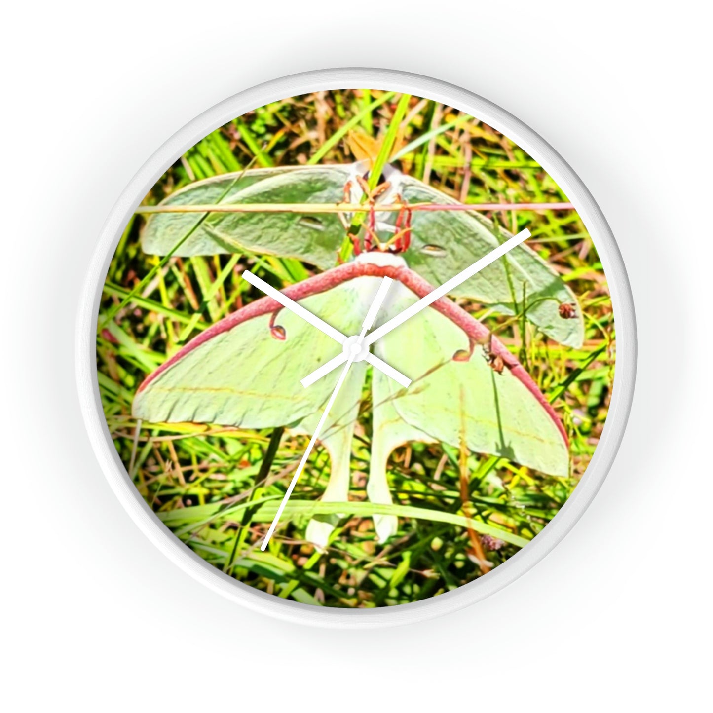 Luna Moths of Kisatchie Wall Clocks