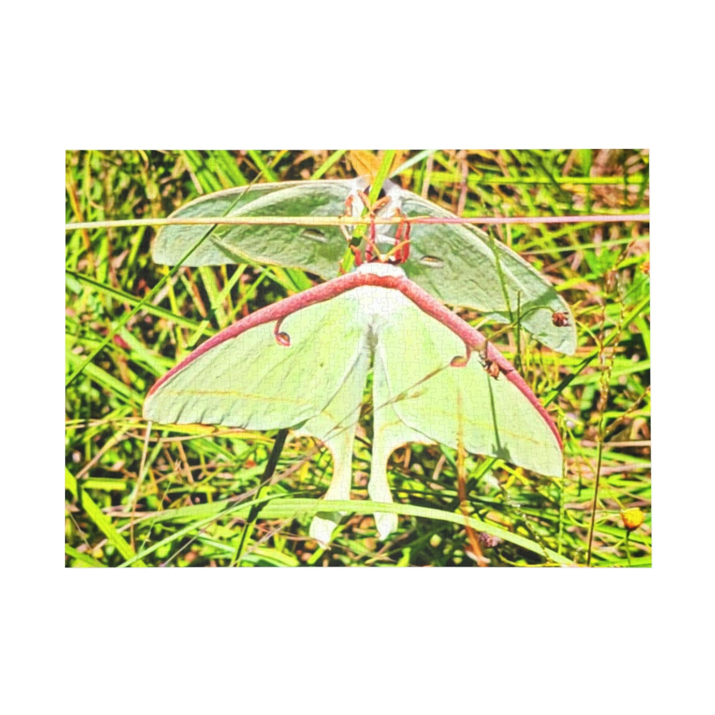 Luna Moths Puzzles