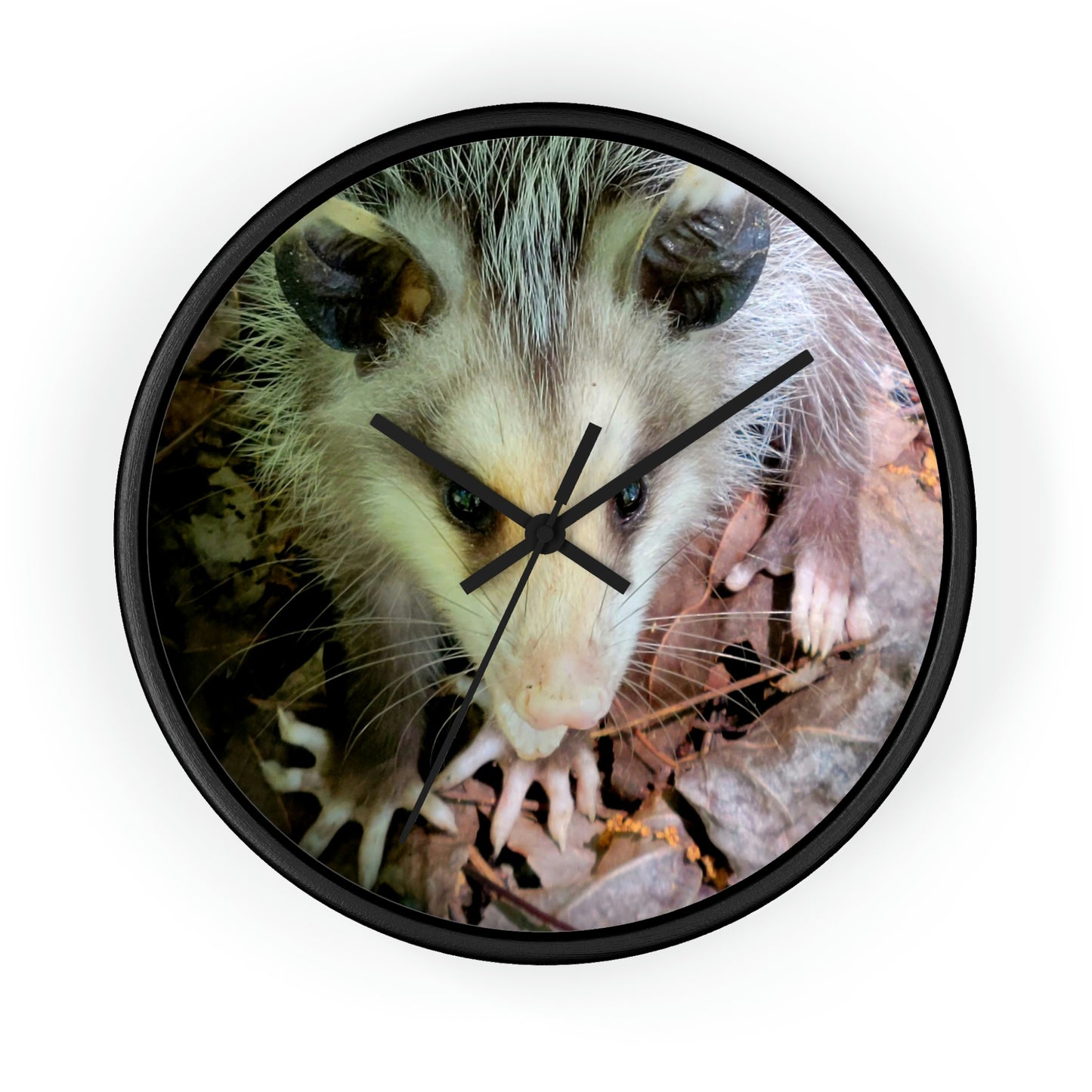 Kisatchie Opossum Wall Clocks