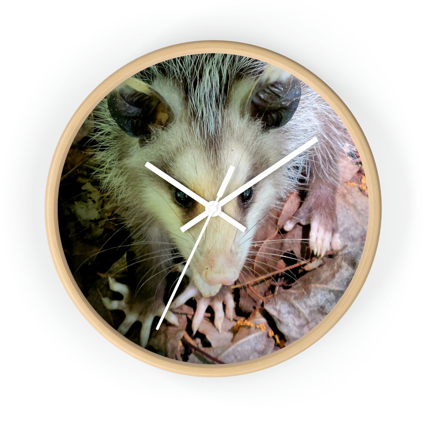 Kisatchie Opossum Wall Clocks