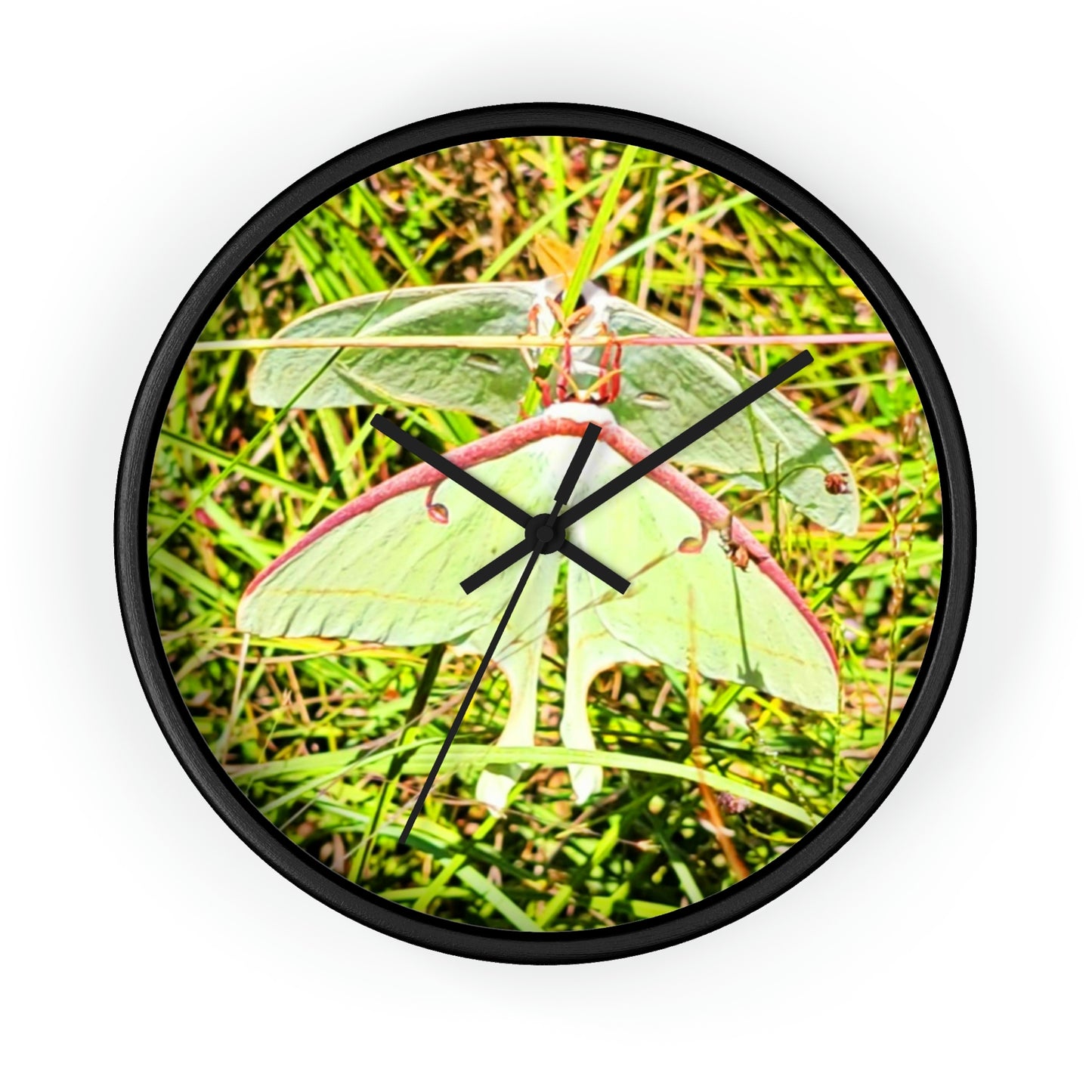 Luna Moths of Kisatchie Wall Clocks